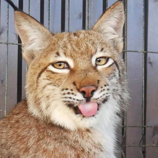 Логотип @kate_bobcat - Рысиные будни