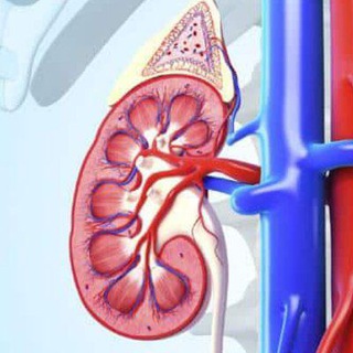 Логотип @katherine00kidney - Kidney Disease Treatment 00Kidney