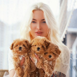 Логотип @katipoo_shop - Мальтипу , померанский шпиц Maltipoo Pomeranian Kate