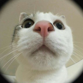 Логотип @katkawr - катка