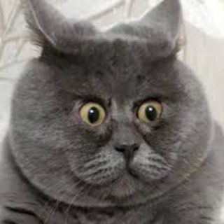 Логотип @katsmeme - Kat's