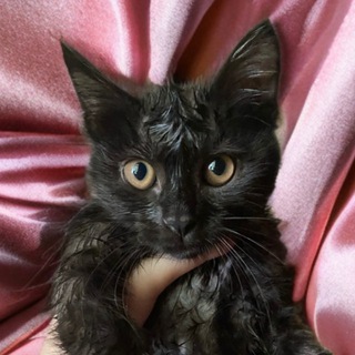 Логотип @katyareread - катя мікотова з гурту рерід