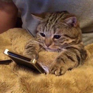 Логотип @katyasmemes - Катькины сохранёнки