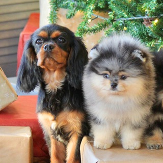 Логотип @kavaler_spitz - Kavaler_spitz