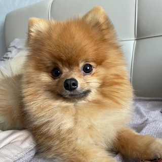 Логотип @kaxxaroffbeseda - KAXXAROFF 😍 Беседка❤️