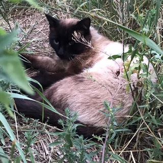 Логотип @kazcat - Типичный Котя