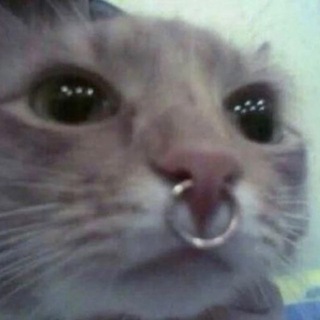 Логотип @kchaaaau - бандеренятко