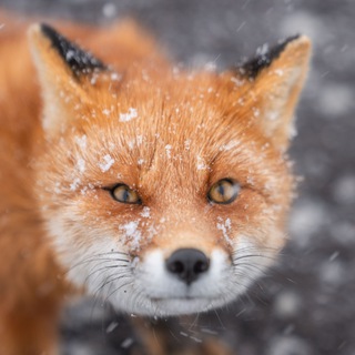 Логотип @kdemvision - Коnstantin Dem Vision