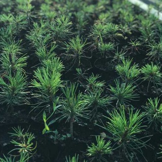 Логотип @kebrpitomnik - Кедровый питомник Хотьково.