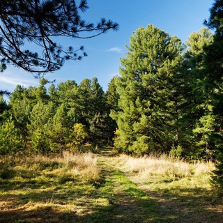 Логотип @kedr_forest - Кедровый Лес 🐿🌲🌲🌲
