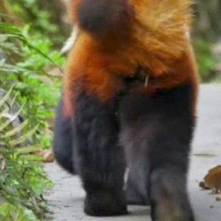 Логотип @kedrforest - Пандовый Лес