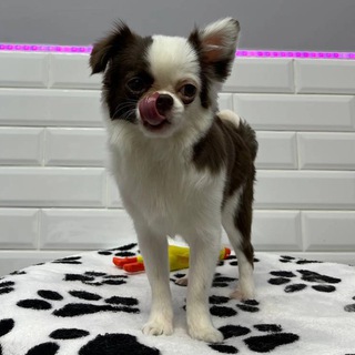 Логотип @keksik_gav_gav - Кексик: пушистые секреты 🐶