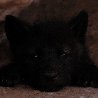 Логотип @keksik_koe - 🐺 Кексик Forever 🐺