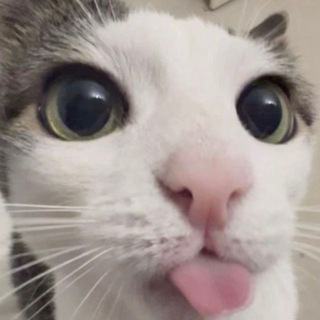 Логотип @kemostar - kemo & frens