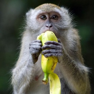 Логотип @kenixxgif - Гифки пон от кеникса