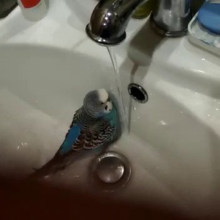 Логотип @keshaspb - Волнистый попугай Кеша