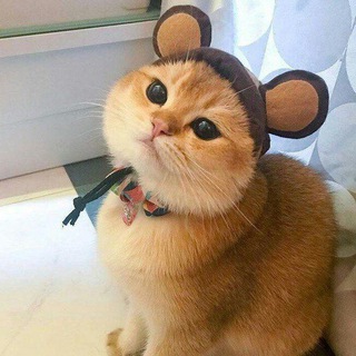 Логотип @kesylkenchat - Кесулькены :)