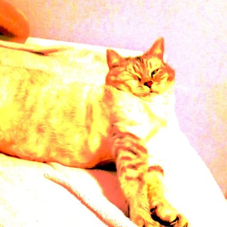 Логотип @kethhjdj - Всё про котов комментарии