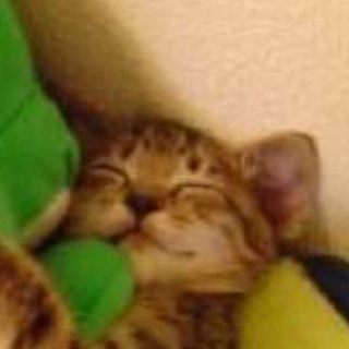 Логотип @ketreew - жилище аболтуса