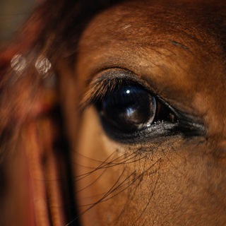 Логотип @kfhevelina - Конный двор «Эвелина» Здесь живут воспоминания!