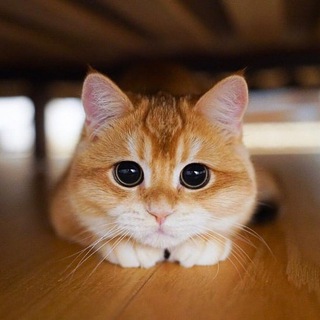 Логотип @kfkfkfkhg - КРИТИКИ