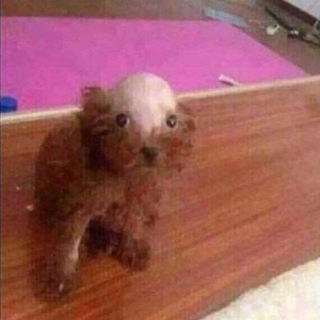 Логотип @kfkzkcbxodk - ❗️Переезд❗️Балбес Инаой