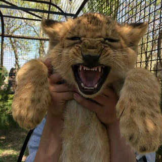 Логотип @kgbfol - Смешные видео