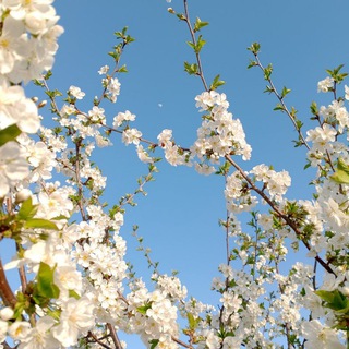 Логотип @khaahs - اقرأ