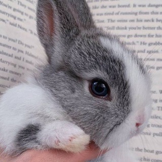 Логотип @khizirov1 - chaats_🌚