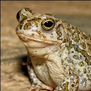 Логотип @kikatallo - Кикат ало что произошло?