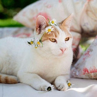 Логотип @kind_cats - Добрые коты