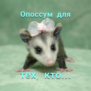 Логотип @kind_opossum - Опоссумы с пожеланиями