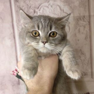 Логотип @kingsway73 - Котята манчкин❤ питомник King's Way