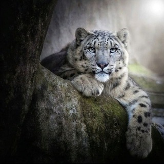 Логотип @kino_filmi_2022_sm - Priroda 🐅