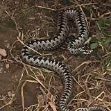 Логотип @kino_snake - Kinosnake🐍
