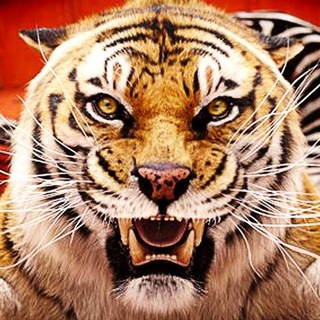 Логотип @kino_tiger - КИНО TIGER | Лучшие фильмы и сериалы в HD