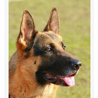 Логотип @kinologiya_andijana - Кинология Андижана