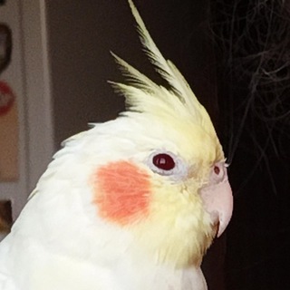 Логотип @kirdoll - Кирдоль