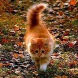 Логотип @kis_kis_video - Кис-Кис