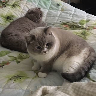 Логотип @kisa_irisa_vasilisa - Kisa_Irisa_Vasilisa_Proshka