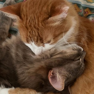 Логотип @kisakazdiyden - Киса и Хомса Каждый День