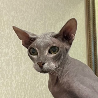 Логотип @kisavr_chat - Транзит - Авто ЮГ Chat