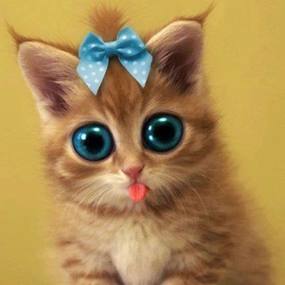 Логотип @kiseblog - Кисеграм