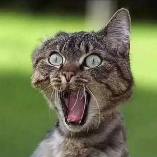 Логотип @kiseeec - КИСЕЦ