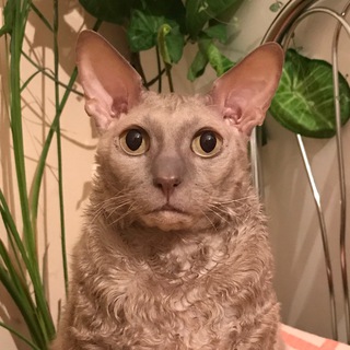 Логотип @kiska_klepa - Клёпушка