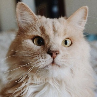 Логотип @kisulkeny - Кисулькены