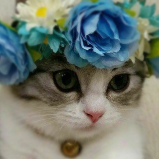 Логотип @kisulkini - Кисулькины