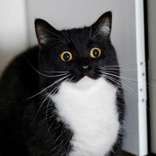 Логотип @kisundras - кисундра понимает