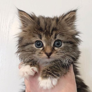 Логотип @kisyunn - Кисюн