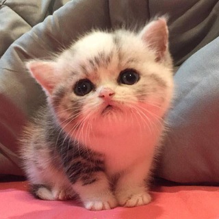 Логотип @kisyy - киси